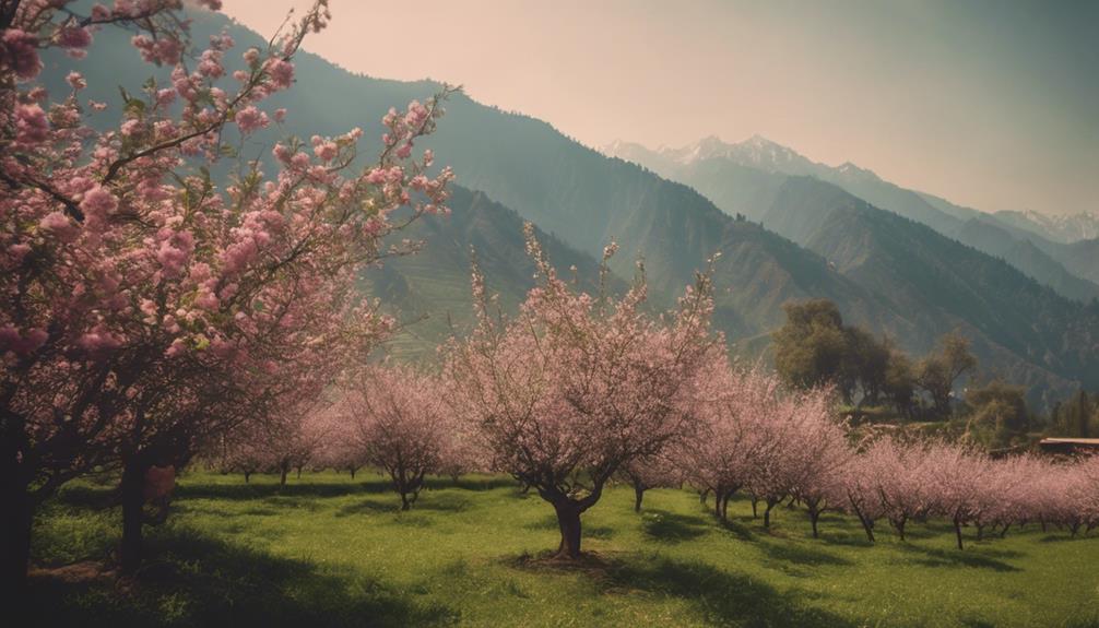 snow capped himalayan apple beauty